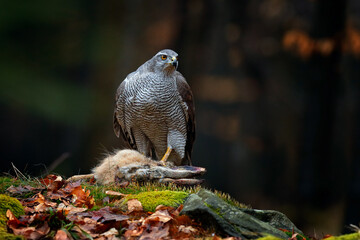 Animal behaviour, wildlife scene from nature. Goshawk in orange vegetation.Goshawk, Accipiter gentilis, feeding on killed hare in the forest. Bird of Prey with fur catch in the habitat, autumn forest.