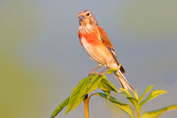 Carduelis cannabinam Common Linnet in the nature habitat. Brown Bird with grey head sitting in the grass, Czech Republic, Europe. Linnet in the beautiful light.