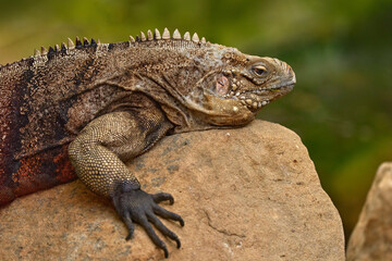Cuban rock iguana, Cyclura nubila, lizard on the stone in the nature habitat. Reptile on the rock,...