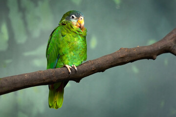 Yellow-billed Jamaican amazon, Amazona collaria, green parrot sitting on the branch in the nature...