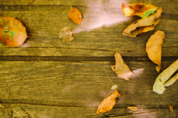 autumn leaves on wooden background. Golden fall leaves close up. seasonal foliage autumn colours.