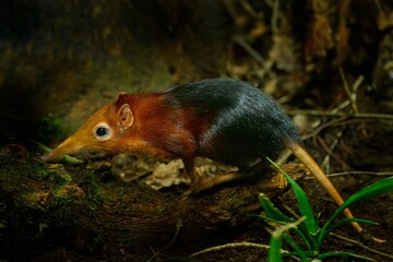Black and rufous elephant shrew, Rhynchocyon petersi, small cute animal with long muzzle and long bare tail. Sengi in the nature forest habitat, Tanzania in Africa. Little mammal, wildlife Africa.