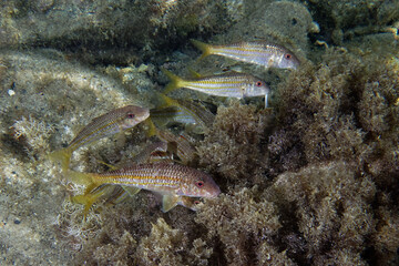 Striped red mullets (Mullus surmuletus) in Mediterranean Sea