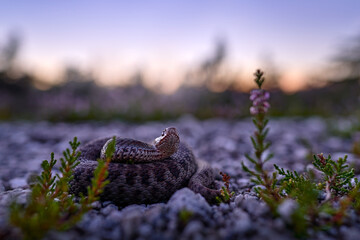 Vipera berus, European adder, beautiful snake in the nature habitat. Viper with evening light in the heather plant. Snake with red eye, Brdy mountain in Czech Republic, Europe.