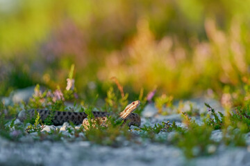 Vipera berus, European adder, beautiful snake in the nature habitat. Viper with evening light in the heather plant. Snake with red eye, Brdy mountain in Czech Republic, Europe.