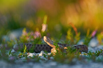 Vipera berus, European adder, beautiful snake in the nature habitat. Viper with evening light in the heather plant. Snake with red eye, Brdy mountain in Czech Republic, Europe.