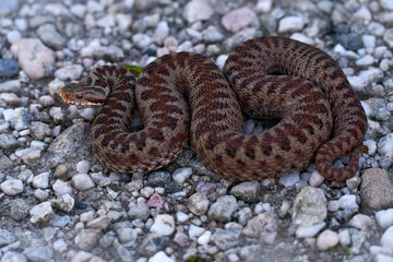 Obraz premium Vipera berus, European adder, beautiful snake in the nature habitat. Viper with evening light in the heather plant. Snake with red eye, Brdy mountain in Czech Republic, Europe.