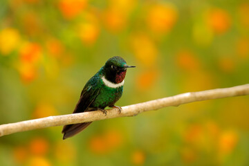 Gorgeted Sunangel, Heliangelus strophianus, hummingbird from Mindo forest, Bellavista, Ecuador. Wildlife scene from nature. Bird with orange flower bloom. Birdwatching in South America.