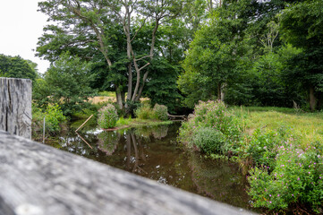 A small river floating through the green landscape and forest in the area of Haväng, Sweden