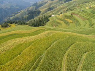 Aerial view of terrace rice field in China