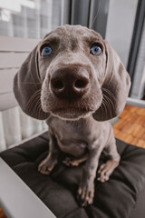 puppy weimaraner dog, looking at camera, with a wide angle