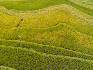 Aerial view of terrace rice field in China