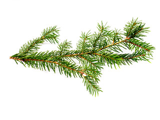 Tannenzweig isoliert auf weißen Hintergrund