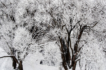 tree in winter, winter, background, texture