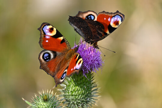 Beautiful red butterflies on a pink flowering thistle against a soft bokeh background. Aglais io, peacock butterfly.