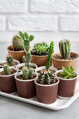 Cactus and succulent plants collection in paper cups on a tray. Home garden