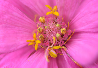 Pink flower pollen in nature