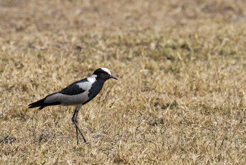 Blacksmith lapwing (Vanellus armatus) or plover standing in dry grass in South Africa with bokeh...