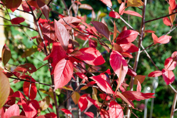 red and green leaves