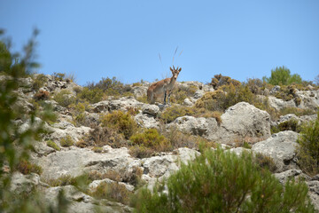 Photograph of a mountain goat on some rocks