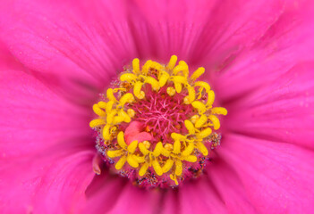 Pink flower pollen in nature