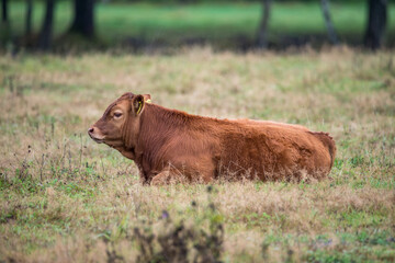 Limousine, a French breed of beef cattle. Brown cows in the pasture. Free-range limousine. Natural breeding of Limousine cows. French cows on the green grass.