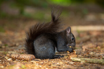 Schwarzes Eichhörnchen frisst eine Nuss