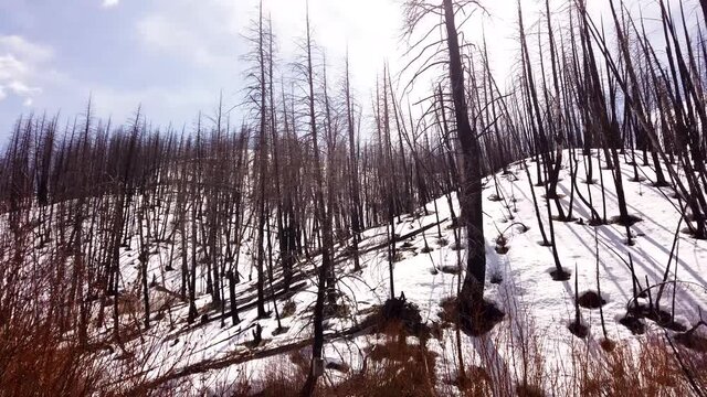 Video in 4k 30 frames during a hike where a fire had burned last year.
