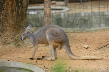 Naklejka na ściany i meble kangaroo in the Thai Zoo