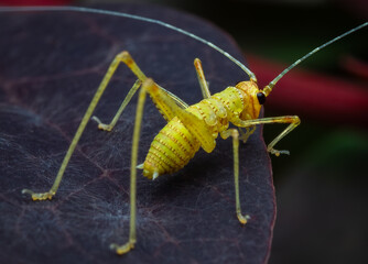 Macrophotography of a yellow bush cricket nymph.