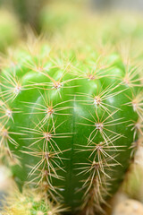 Cactus Cacti closeup neon green