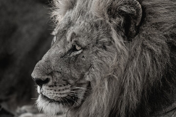 A close-up of a male lion's face as the cat stares into the distance.