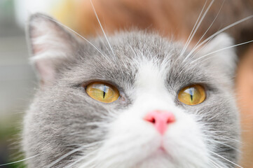 Gray white cat face in abstract animal