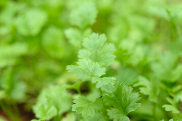 Coriander on a smooth, green surface