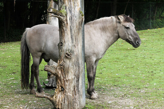 Tarpan