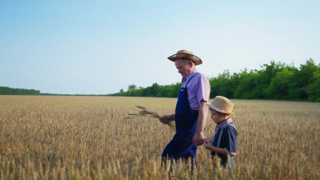farming, grandfather tells his male grandchild in straw hats about agriculture while holding ripe ears of wheat in his hands and walking in field during harvest