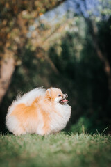 Super beautiful pomeranian dog posing outside after dog show.	