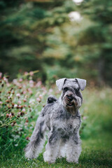 Standart schnauzer posing outside. Purebred dog posing.