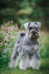 Standart schnauzer posing outside. Purebred dog posing.