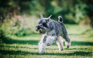 Standart schnauzer posing outside. Purebred dog posing.