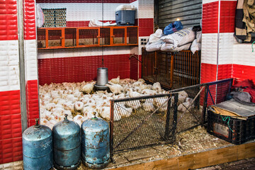 Wet market with live animals and chicken farming, Marrakech, Morocco