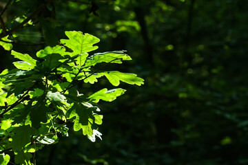 Fototapeta premium Close-up view of leaves of Quercus robur, commonly known as common oak, pedunculate oak, European oak or English oak