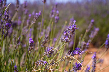 Obraz premium lavanda 