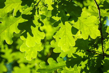 Close-up view of leaves of Quercus robur, commonly known as common oak, pedunculate oak, European...