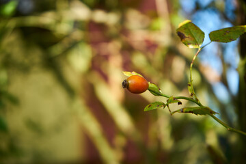 róża, owoc, Rosa canina,dzika róża © Marcin Łazarczyk