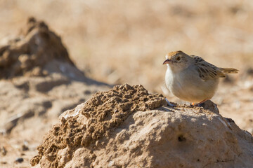 Rattling cisticola (Cisticola chiniana) perched on a termite dirt mound in South Africa with bokeh background