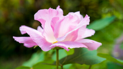 Obraz premium Blooming hibiscus,Pink Confederate Rose Flower ,Hibiscus mutabilis open at day time.