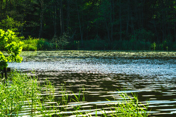 Small lake in the middle of a forest