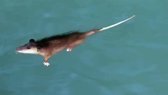 Opossum or possum swimming in a pool. Use as PSA. Little rodent wanted a drink but fell in. While neighbor saves, captured in the process of setting up. Shot in 4k Slowed down. The opossum is safe.