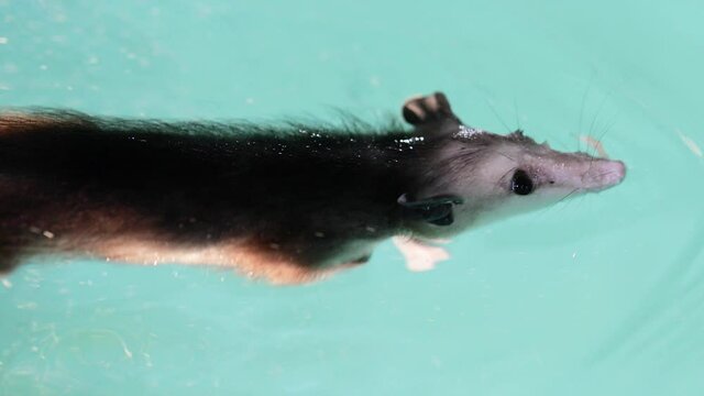 Opossum or possum swimming in a pool. Use as PSA. Little rodent wanted a drink but fell in. While neighbor saves, captured in the process of setting up. Shot in 4k Slowed down. The opossum is safe.